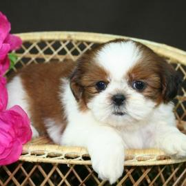 Shih Tzu Welpen 250 euros