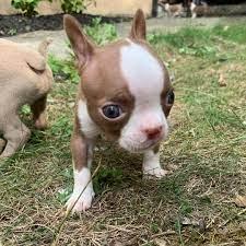 Boston Terrier Welpe in chocolate mit Ah