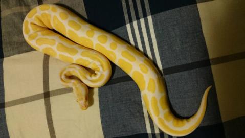 Albino K�nigspython + Tank zum Verkauf