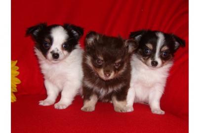 s��e typvolle Chihuahua Welpen