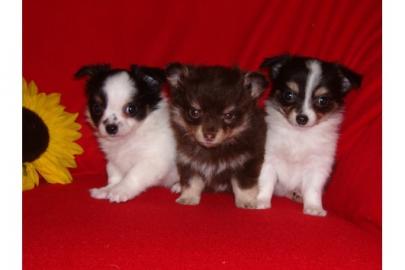 s��e typvolle Chihuahua Welpen