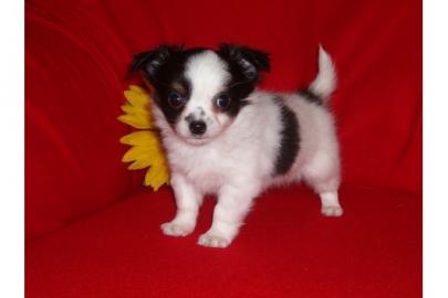 s��e typvolle Chihuahua Welpen