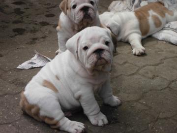Reinrassige Englische Bulldogge - 12 Woc