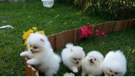 MINI POMERANIAN ZWERGSPITZ BOO WELPEN ZU