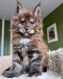 Gut erzogene Maine-Coon-K�tzchen abzugeb