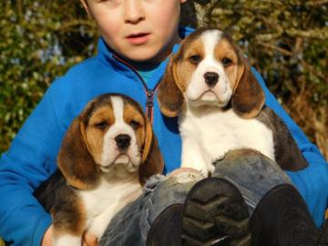 Charmant Beagle-Welpen
