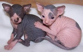 Sphynx K�tzchen zur Adoption