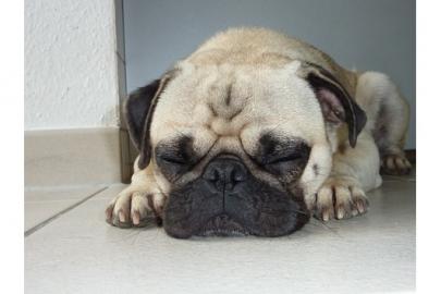 Super s��e Mops Welpen