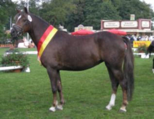 Welsh Pony,8 Jahre, 134cm, Dunkelbrauner