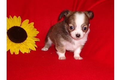 MINI Chihuahua Welpen in Lang&Kurzhaar