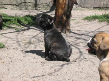 Liebevoll Franz�sisch Bulldogge Welpen