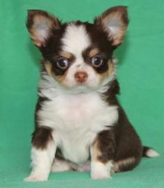 Paar Mini Chihuahua Welpen Mit Papieren