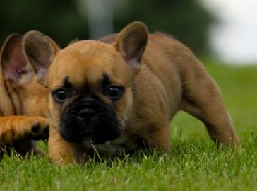 Franz�sische Bulldogge