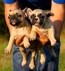 Franz�sische Bulldogge