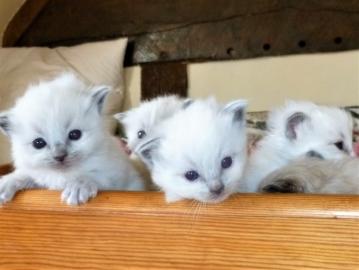 Ragdoll K?tzchen Katzen