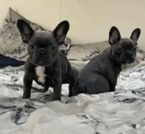 Franz?sische Bulldoggen-Welpen verf?gbar
