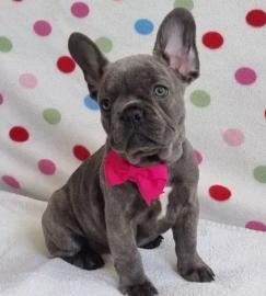 Franz?sische Bulldoggen-Welpen verf?gbar
