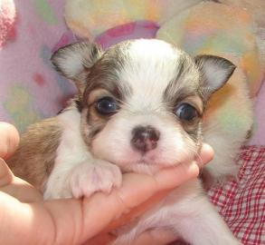 Reinrassigen Chihuahuawelpen mit VDH. . . 