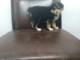 s??er Australian Shepherd Welpen