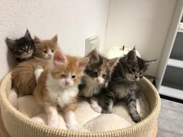 Erh�ltlich Maine Coon Babys Kitten mit P