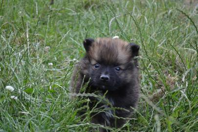 zwergspitze~pomeranian f�r Ihre Weihnach