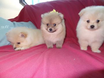 zwergspitze~pomeranian f�r Ihre Weihnach