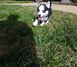 Wundersch�ne Blue Eyes Siberian Husky We