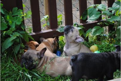 Franz�sische Bulldogge - welpen - selte