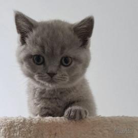 Britisch Kurzhaar Katzen K�tzchen