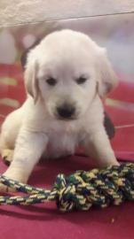 Golden Retriever Welpen suchen liebevoll