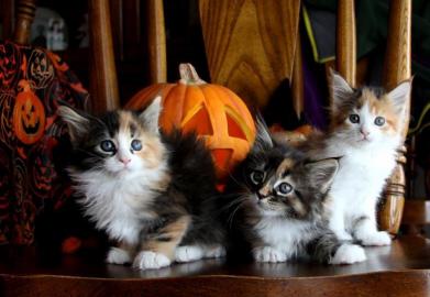 Maine Coon Babys Kitten mit Papieren zu