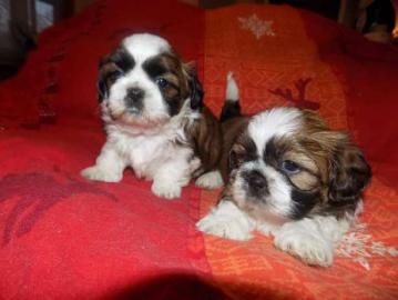 Sch�ne Shih Tzu Welpen