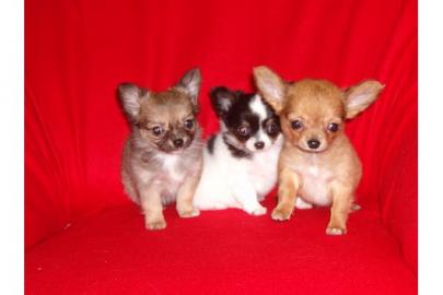 s��e typvolle Chihuahua Welpen