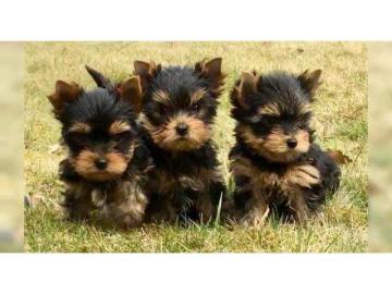Traumhafte Erh?ltlich Yorshire Terrier W