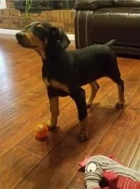 Sch�ne Dobermann Welpen