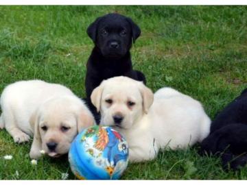Labrador Welpen mit Stammbaum braun