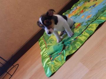 Jack Russell Welpen