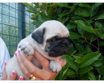 Mops Welpen