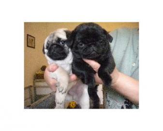Mops Welpen