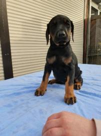 Dobermannwelpen