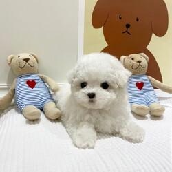 Maltipoo-Welpen jetzt verf�gbar