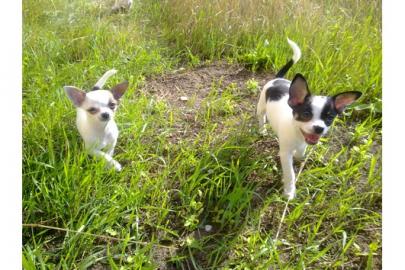 2 Chihuahua Welpen zum Verlieben!!! KH(e