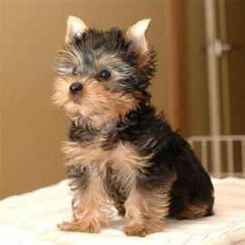 Yorkshire Terrier Welpen