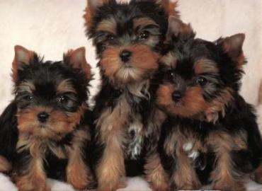 Yorkshire Terrier Welpen