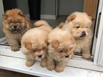Wundersch?ne Chow Chow Welpen