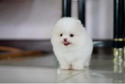 S?sse Pomeranian Welpen suchen ein Zuhau