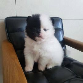 S?sse Pomeranian Welpen suchen ein Zuhau