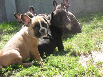 Liebevoll Franz�sisch Bulldogge Welpen