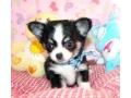 Chiahuahua welpen  150EUR