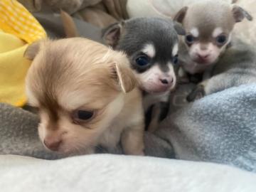 ~ Reinrassige Chihuahuawelpen